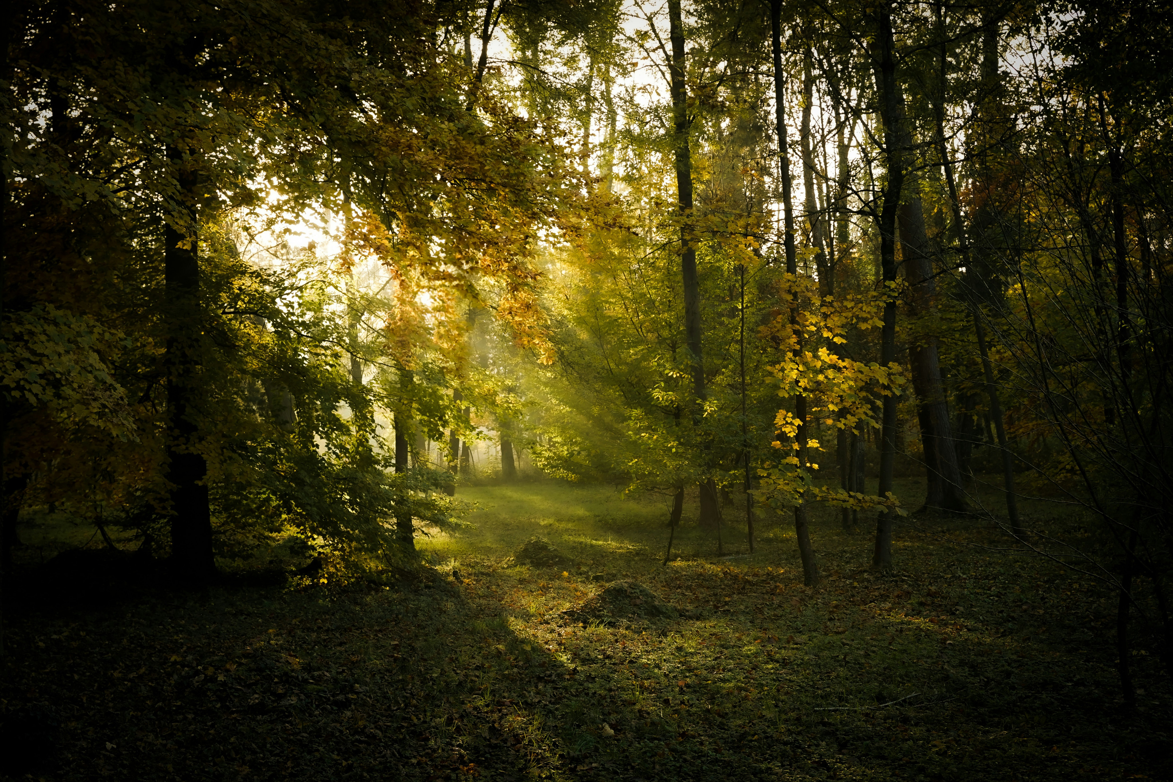 Sunlit forest background