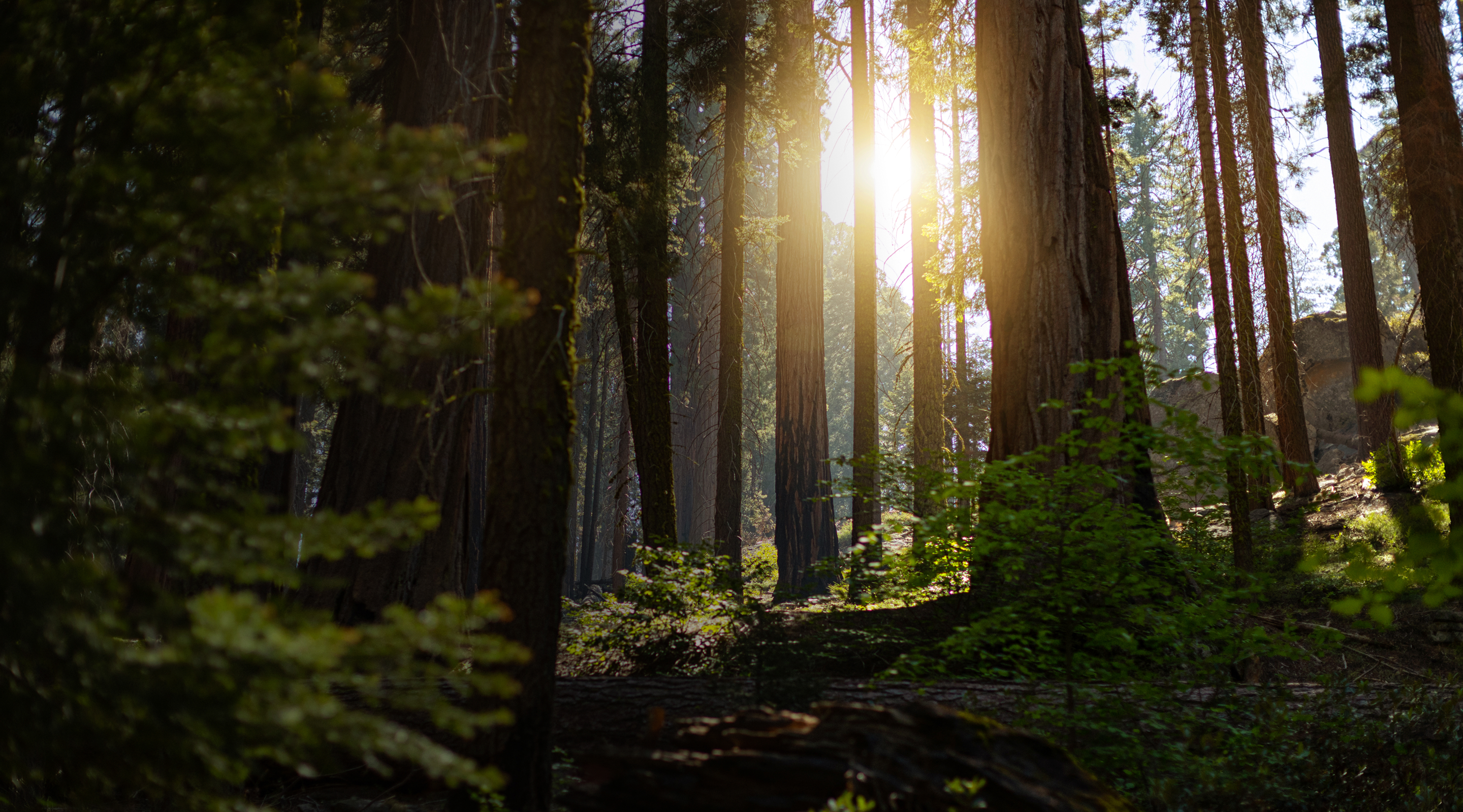 Woodland scene in Sequoia National Park