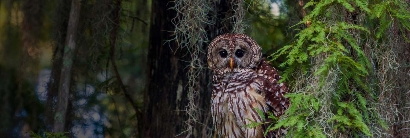 Barred owls from florida