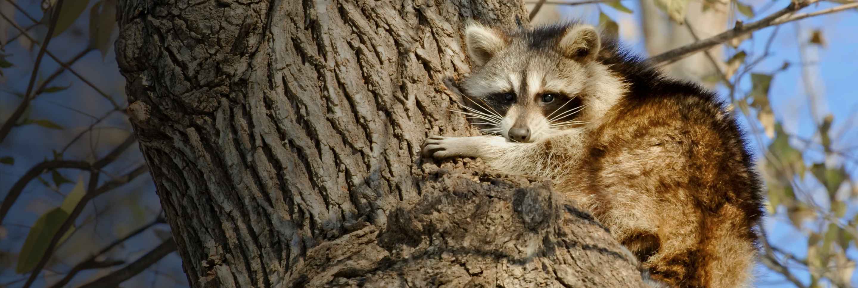 Raccoon from New york